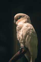 Shot while the cockatoo was directly hit by sunlight