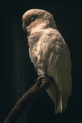 Shot while the cockatoo was directly hit by sunlight