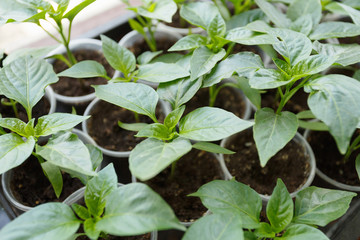 Seedlings of pepper in pots on the window