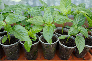 Pepper seedling in the plastic pots on the window