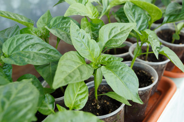 Pepper seedling in the plastic pots on the window
