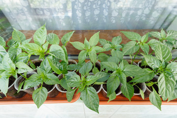 Pepper seedling in the plastic pots on the window