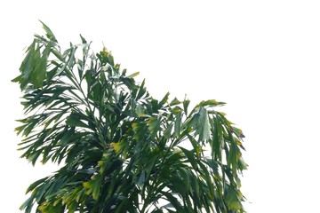 Tropical rainforest palm leaves with branches on white isolated background for green foliage backdrop 