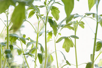 Fototapeta premium Tomato seedlings in the plastic pots, close up