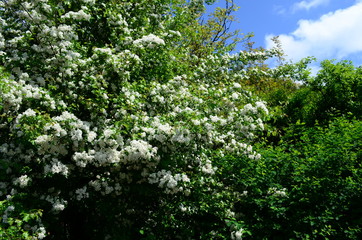 Fototapeta na wymiar beautiful little white hawthorn flowers on a tree
