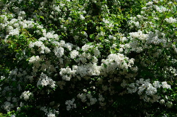 beautiful little white hawthorn flowers on a tree