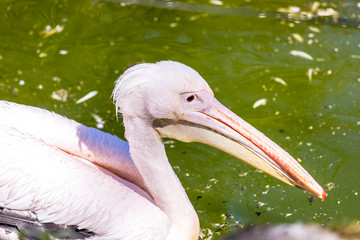 Portrait eines Pelikans