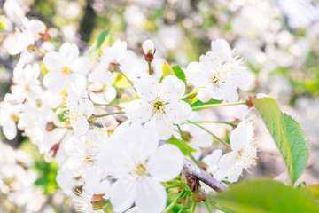 Cherry blossoms tree background