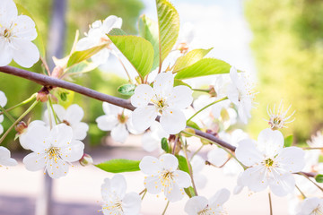 Cherry blossoms tree background