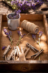 Freshly lavender preparation for home drying in garden