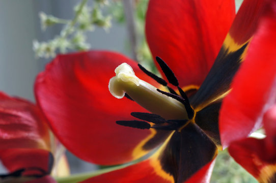 Closeup of red tulup flower.