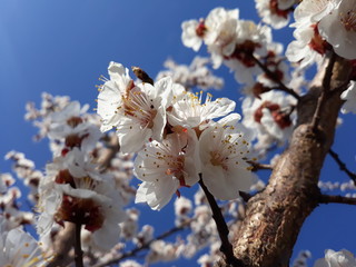Beautiful blooming white flowers of the branches of apricot trees against the backdrop of a wonderful blue sky.
