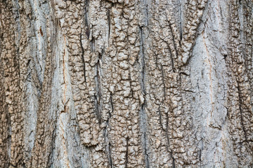 Beautiful bark of large gray tree.
