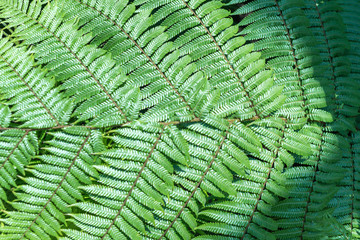 Green leaves background. Natural tropical background nature forest jungle foliage.