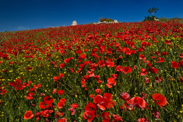 Fototapeta na wymiar Hillside of wild Red Poppies with Yellow Rocket weeds with rock outcrop above Puerto Lope Spain
