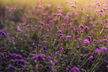 Obraz premium Flower purple