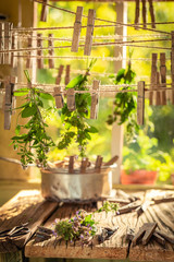 Summer herbal dryer with oregano in garden
