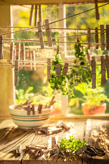 Freshly harvested oregano leaves drying in homemade dryer