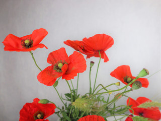 bunch of red poppies on a white-grey