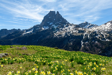 Fototapeta na wymiar view of Pic du Midi Ossau with daffodils in springtime, french Pyrenees.