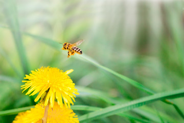 Honey bee on beautiful flowers