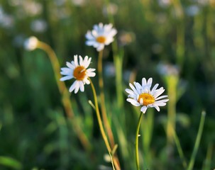 Blooming marguerites (daisy) in morning light.