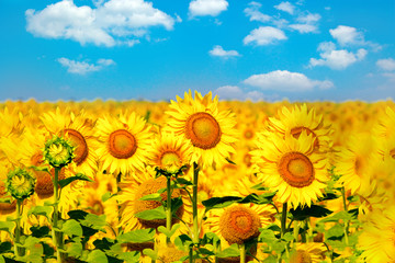 Naklejki  sunflowers field on blue sky background