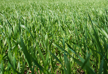 Summer green grass closeup. Large leaves. Agricultural field with plants in the sun. Background for graphic design of agro booklet.