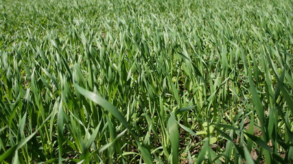 Summer green grass closeup. Large leaves. Agricultural field with plants in the sun. Background for graphic design of agro booklet.