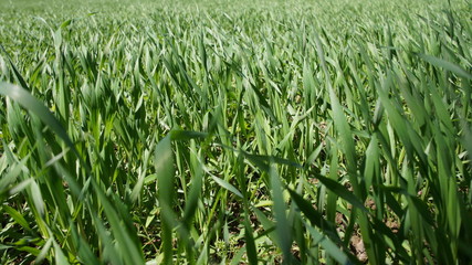 Fototapeta premium Summer green grass closeup. Large leaves. Agricultural field with plants in the sun. Background for graphic design of agro booklet.