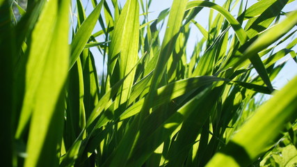 Summer green grass closeup. Large leaves. Agricultural field with plants in the sun. Background for graphic design of agro booklet.