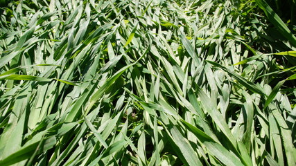 Obraz premium Summer green grass closeup. Large leaves. Agricultural field with plants in the sun. Background for graphic design of agro booklet.