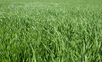 Summer green grass closeup. Large leaves. Agricultural field with plants in the sun. Background for graphic design of agro booklet.