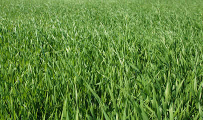 Summer green grass closeup. Large leaves. Agricultural field with plants in the sun. Background for graphic design of agro booklet.