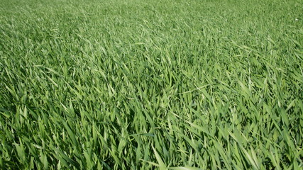 Summer green grass closeup. Large leaves. Agricultural field with plants in the sun. Background for graphic design of agro booklet.