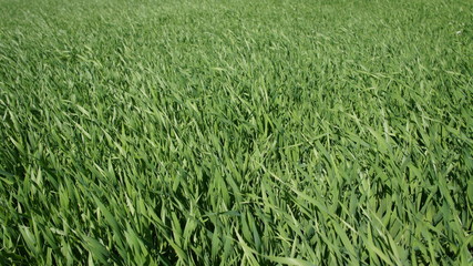 Obraz premium Summer green grass closeup. Large leaves. Agricultural field with plants in the sun. Background for graphic design of agro booklet.
