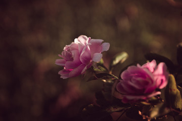 pink rose in the garden