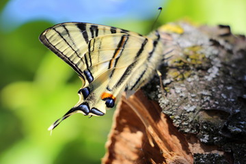  Beautiful Crimean butterfly Machaon Sailboat on a tree in May.