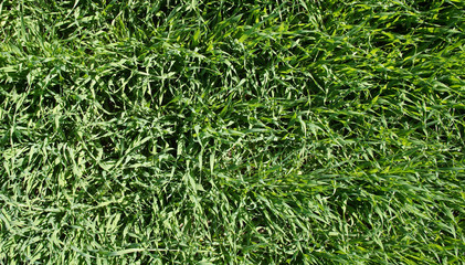 Summer green grass closeup. Large leaves. Agricultural field with plants in the sun. Background for graphic design of agro booklet.