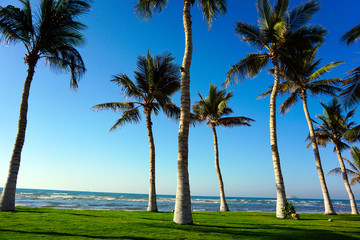 Palm trees at Qurum Beach