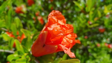 Obraz premium Pomegranate flower in spring