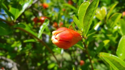 Pomegranate flower in spring