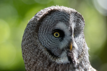 portrait of an owl