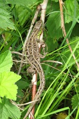 European lizard on plant in the garden, closeup