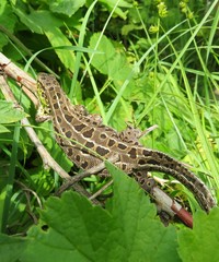 Pregnant lizard resting on plant branch in the garden, closeup
