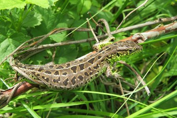 Pregnant lizard on plant branch in the garden, closeup