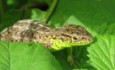 European lizard on green leaves background in the garden, closeup 