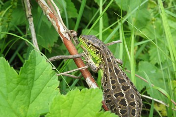 Brown pregnant lizard in the garden on natural green leaves background, closeup 