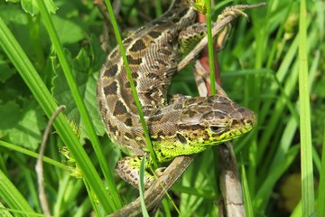 Brown lizard in the garden on natural green grass background, closeup