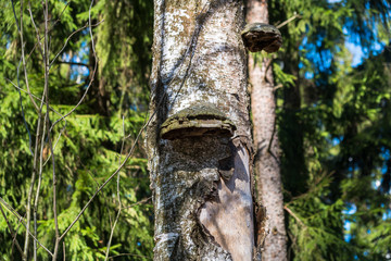 An old stump, infected by fungal plant pathogen - Polypore fungus. This species infects trees through broken bark, causing rot and continues to live on trees long after they have died, as a decomposer